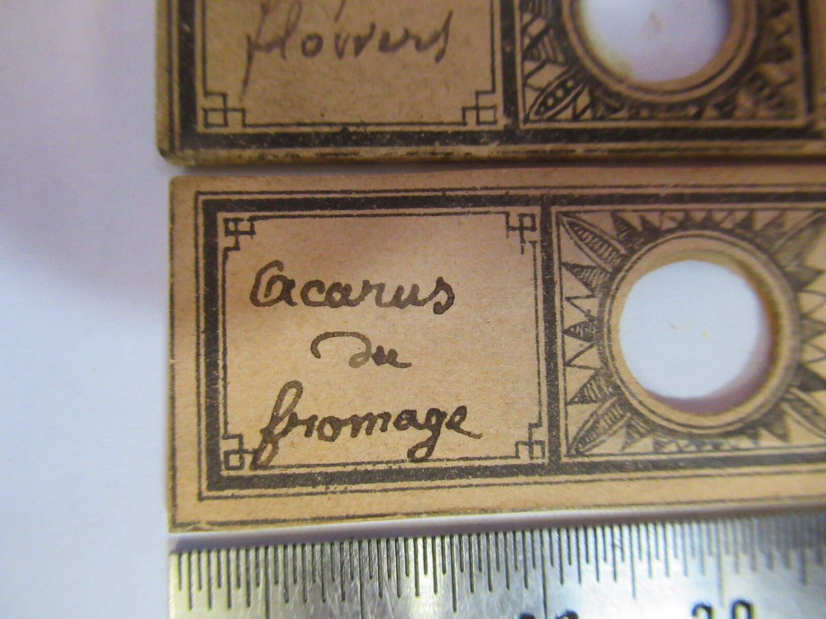 ANTIQUE VICTORIAN PREPARED SLIDE PAIR LONDON MICROSCOPE PART AS PICTURED F8-A-26