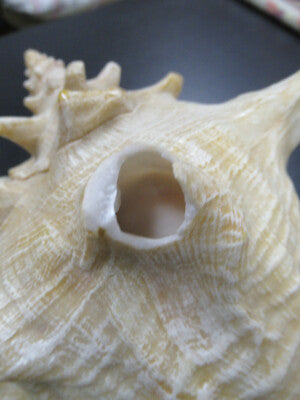 for parts COLLECTABLE LARGE CONCH SEASHELL AS IS AS PICTURED TD-4