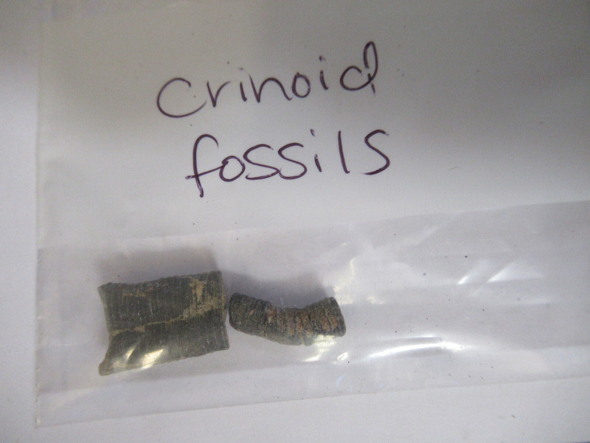 LOT PYTHON CRINOID EPIDOTE BADGER MICROSCOPE SAMPLES AS PICTURED X4-A-64