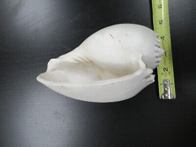 for parts COLLECTABLE LARGE CONCH SEASHELL ii  AS IS AS PICTURED TD-4