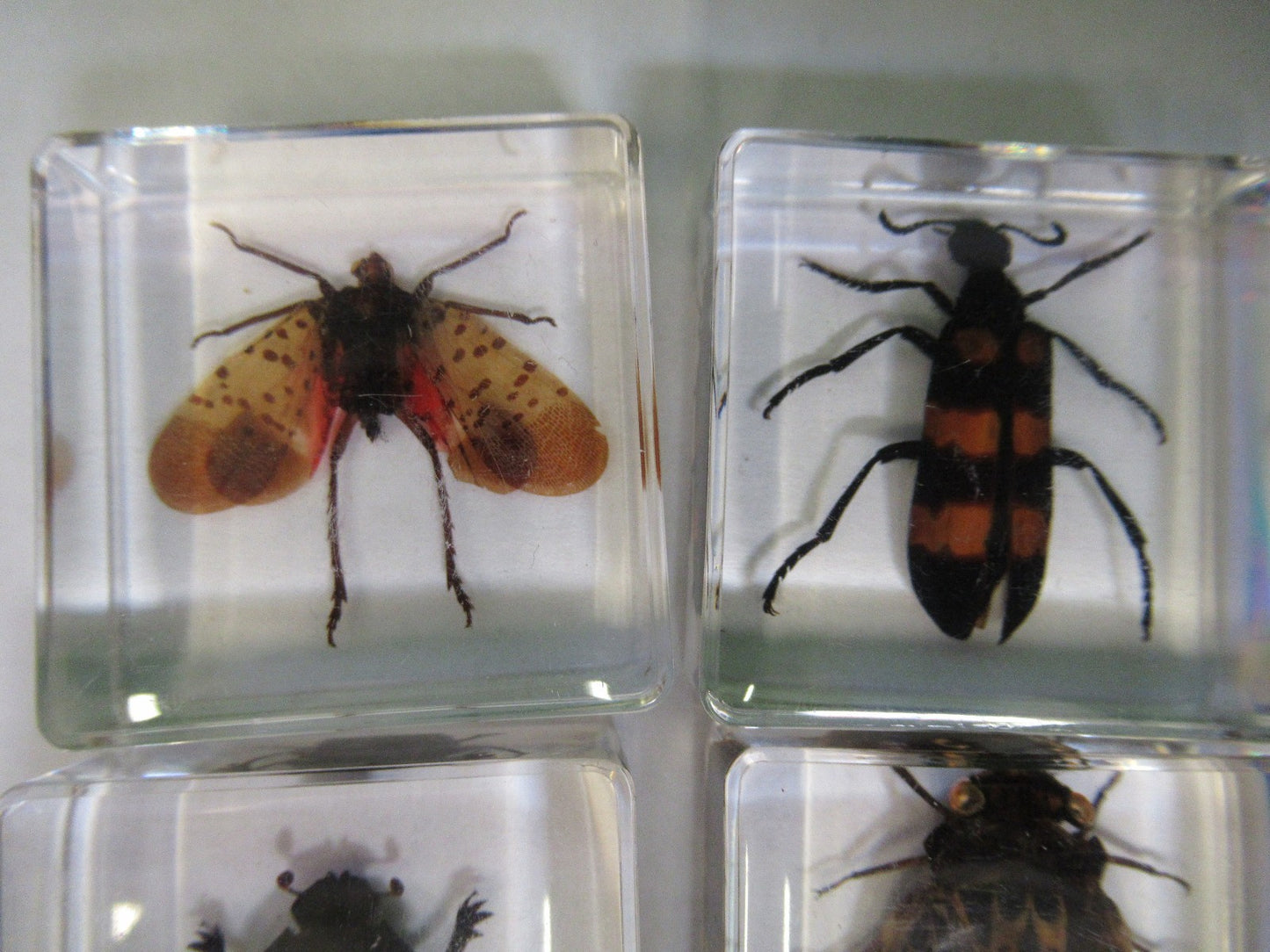 LOT VERY NICE INSECT COLLECTION ACRYLIC CAST AS PICTURED U8-A-71