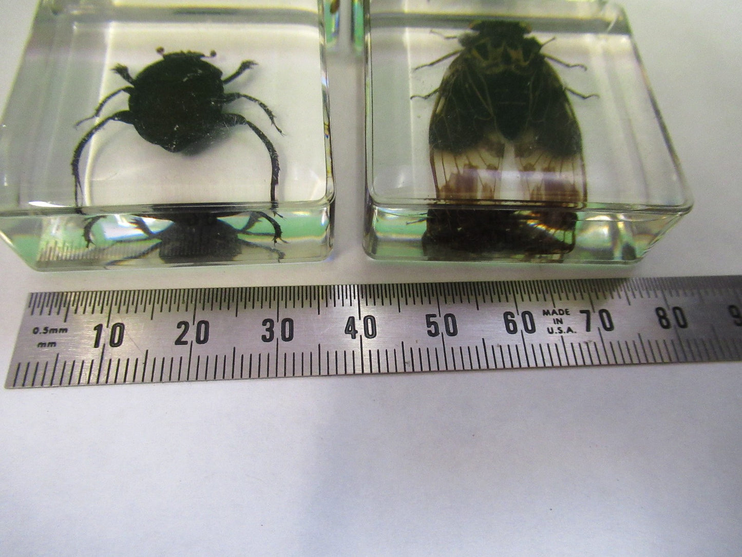 LOT VERY NICE INSECT COLLECTION ACRYLIC CAST AS PICTURED U8-A-71