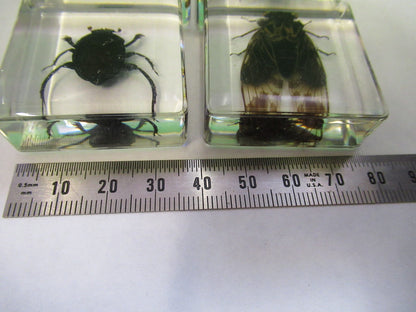 LOT VERY NICE INSECT COLLECTION ACRYLIC CAST AS PICTURED U8-A-71