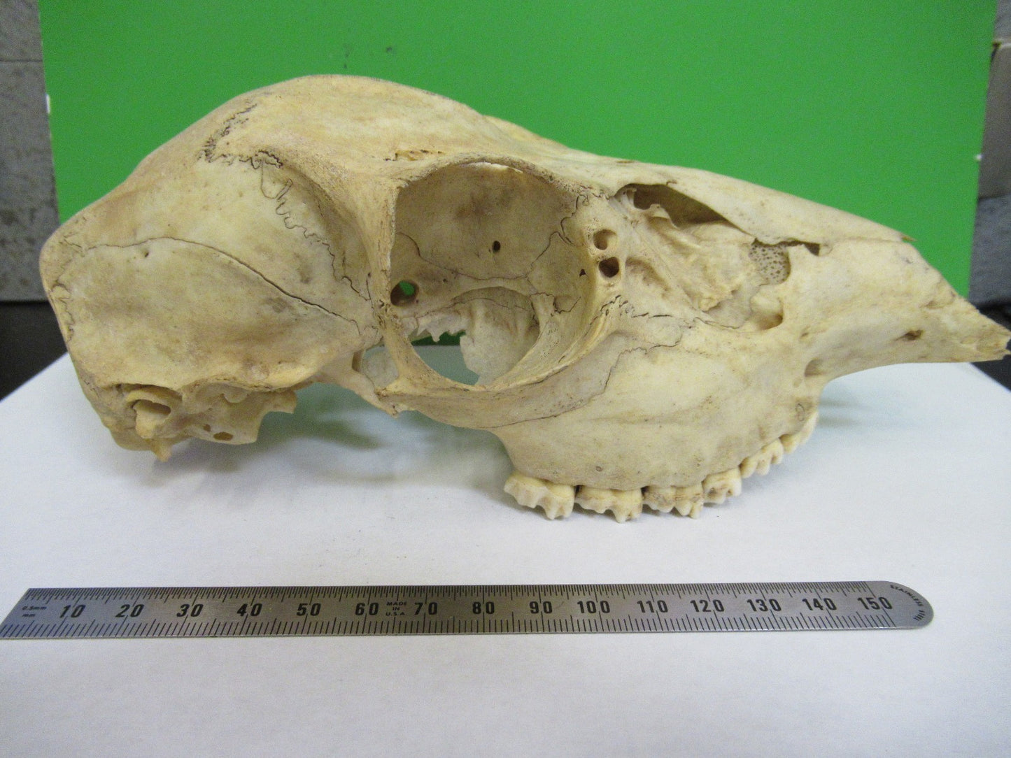 ANIMAL SKULL BONE UNKNOWN COLLECTABLE AS PICTURED u8-a-109
