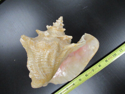 for parts COLLECTABLE LARGE CONCH SEASHELL AS IS AS PICTURED TD-4