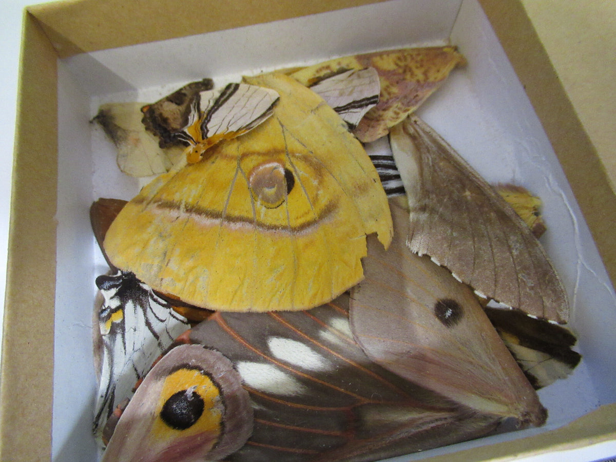 LOT BUTTERFLIES WINGS MICROSCOPE SAMPLES AS PICTURED  X4-A-63