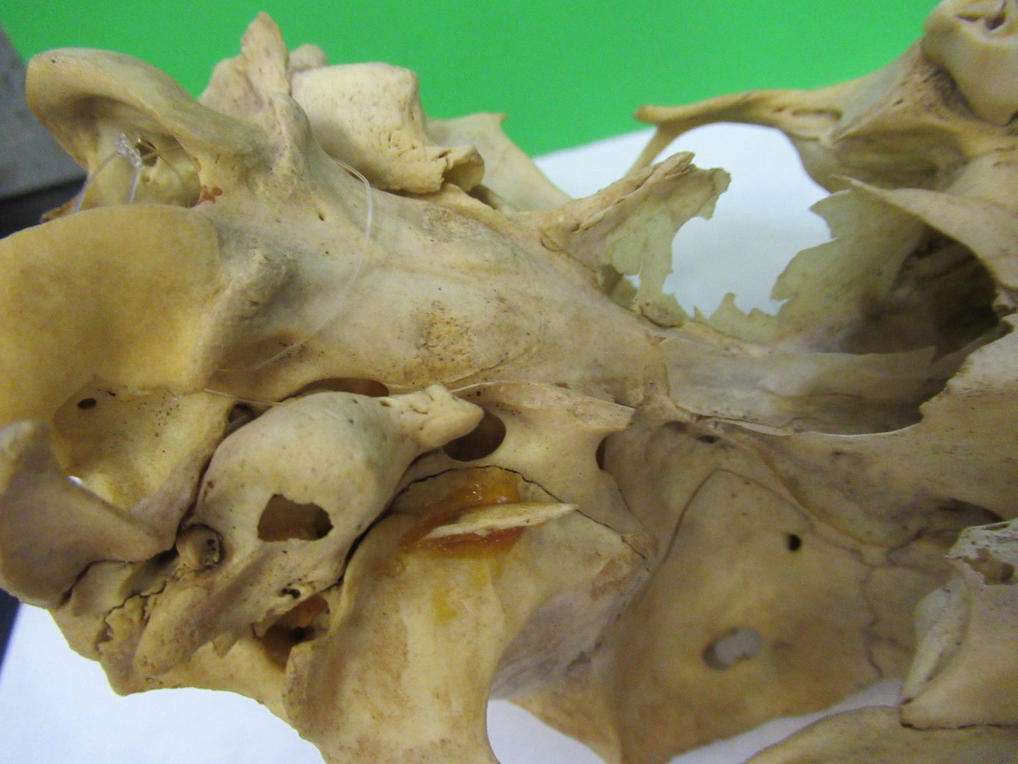 ANIMAL SKULL BONE UNKNOWN COLLECTABLE AS PICTURED u8-a-109