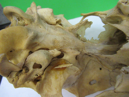 ANIMAL SKULL BONE UNKNOWN COLLECTABLE AS PICTURED u8-a-109