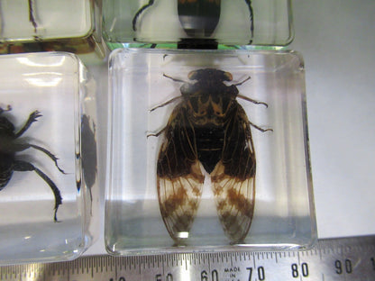 LOT VERY NICE INSECT COLLECTION ACRYLIC CAST AS PICTURED U8-A-71