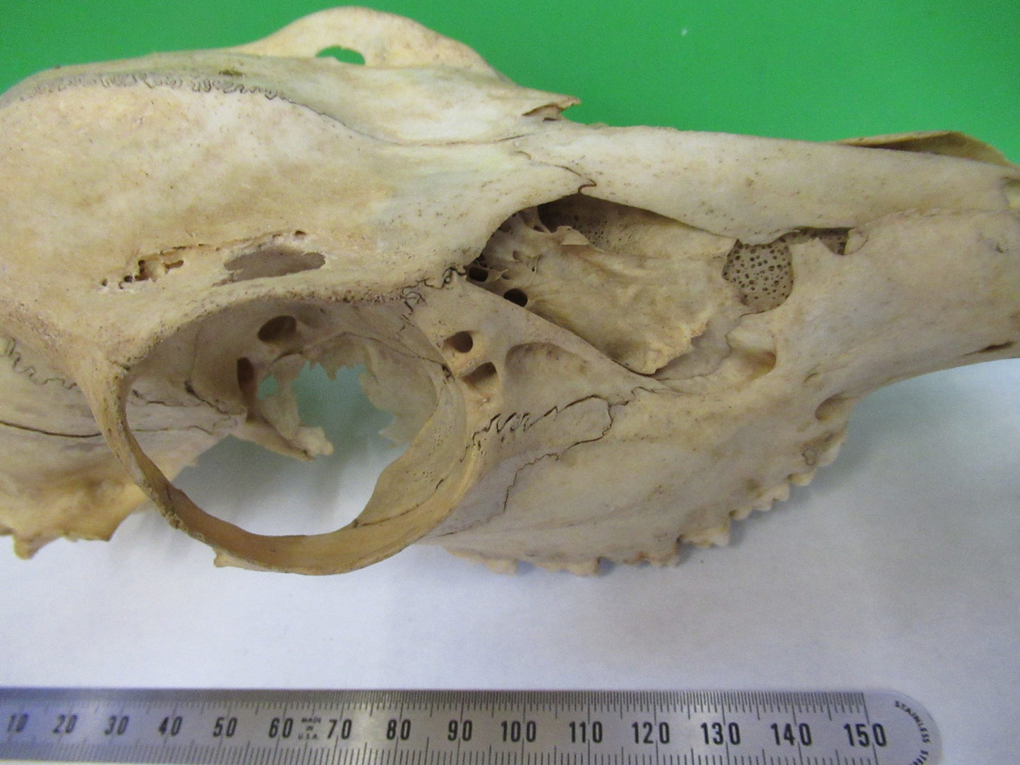 ANIMAL SKULL BONE UNKNOWN COLLECTABLE AS PICTURED u8-a-109