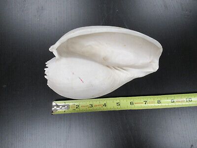 for parts COLLECTABLE LARGE CONCH SEASHELL ii  AS IS AS PICTURED TD-4