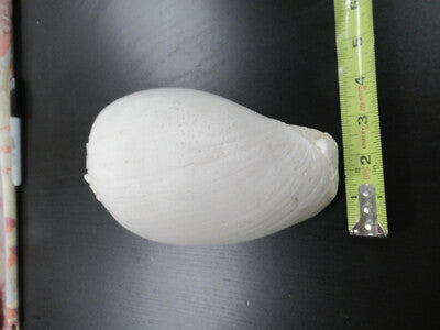 for parts COLLECTABLE LARGE CONCH SEASHELL ii  AS IS AS PICTURED TD-4