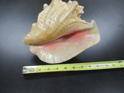 for parts COLLECTABLE LARGE CONCH SEASHELL AS IS AS PICTURED TD-4
