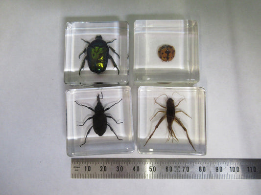 LOT VERY NICE INSECT COLLECTION ACRYLIC CAST AS PICTURED U8-A-70