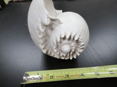 for parts COLLECTABLE LARGE CONCH SEASHELL ii  AS IS AS PICTURED TD-4
