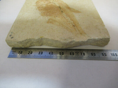 Nice Fossil Plate of a Fish Specimen