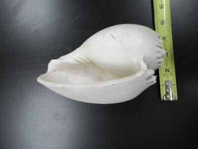 for parts COLLECTABLE LARGE CONCH SEASHELL ii  AS IS AS PICTURED TD-4