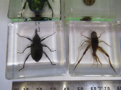 LOT VERY NICE INSECT COLLECTION ACRYLIC CAST AS PICTURED U8-A-70