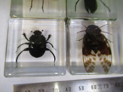 LOT VERY NICE INSECT COLLECTION ACRYLIC CAST AS PICTURED U8-A-71